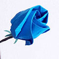 blue rose